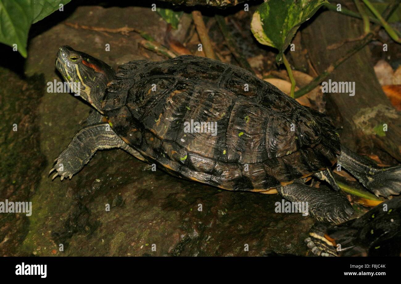 Rosso-eared slider o tartaruga dalle orecchie rosse terrapin (Trachemys scripta elegans), nativo di Florida e il sud-est, Stati Uniti Foto Stock
