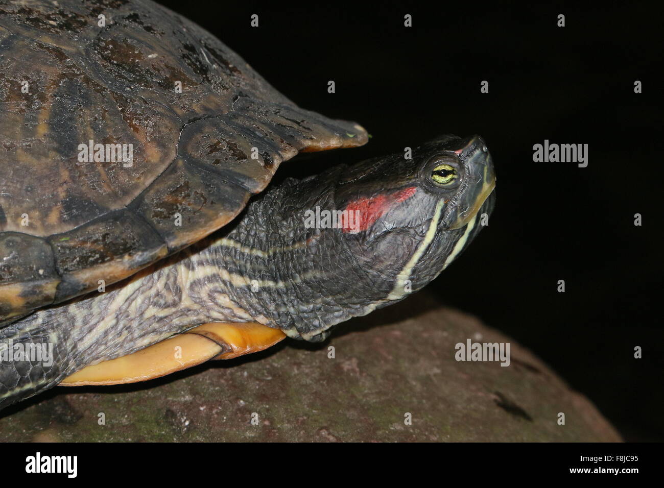 Americano rosso-eared slider o tartaruga dalle orecchie rosse terrapin (Trachemys scripta elegans), primo piano della testa, visto di profilo Foto Stock