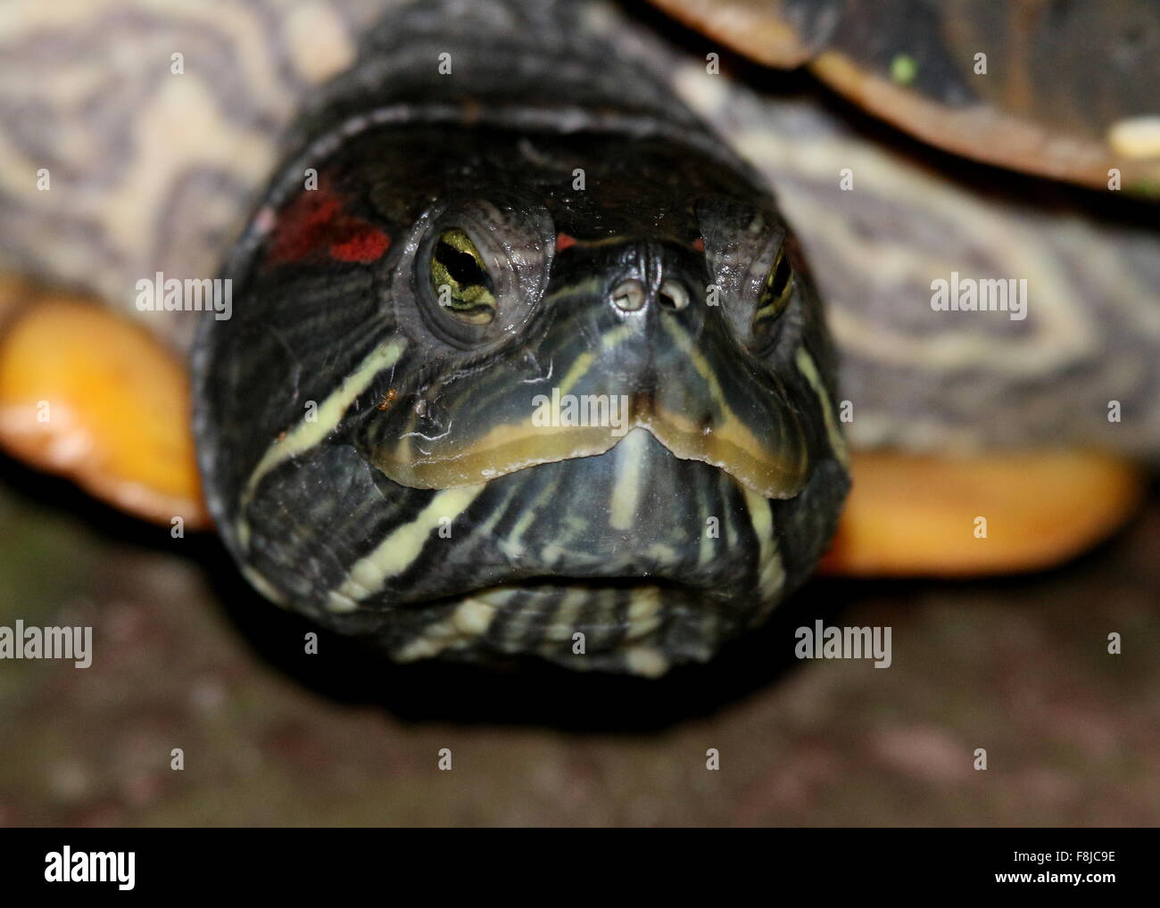 Americano rosso-eared slider o tartaruga dalle orecchie rosse terrapin (Trachemys scripta elegans), primo piano della testa Foto Stock