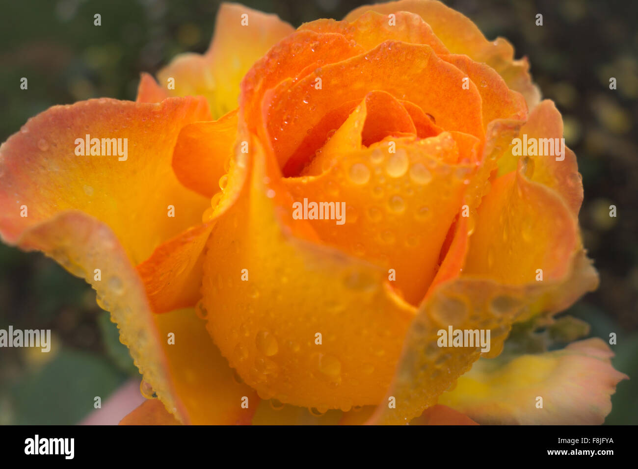 Close-Up di aprire parzialmente Arancione Rosa d oro ricoperto di gocce di pioggia. Foto Stock