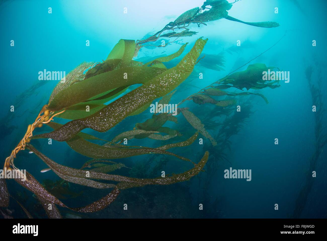 Vista subacquea di Kelp (macrocystis pyrifera), Ensenada, Baja California, Messico Foto Stock