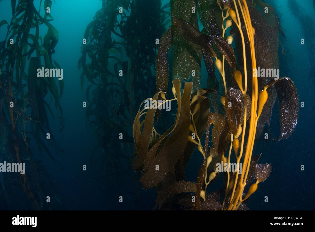 Close up vista subacquea di Kelp (macrocystis pyrifera) sementi baccelli, Ensenada, Baja California, Messico Foto Stock