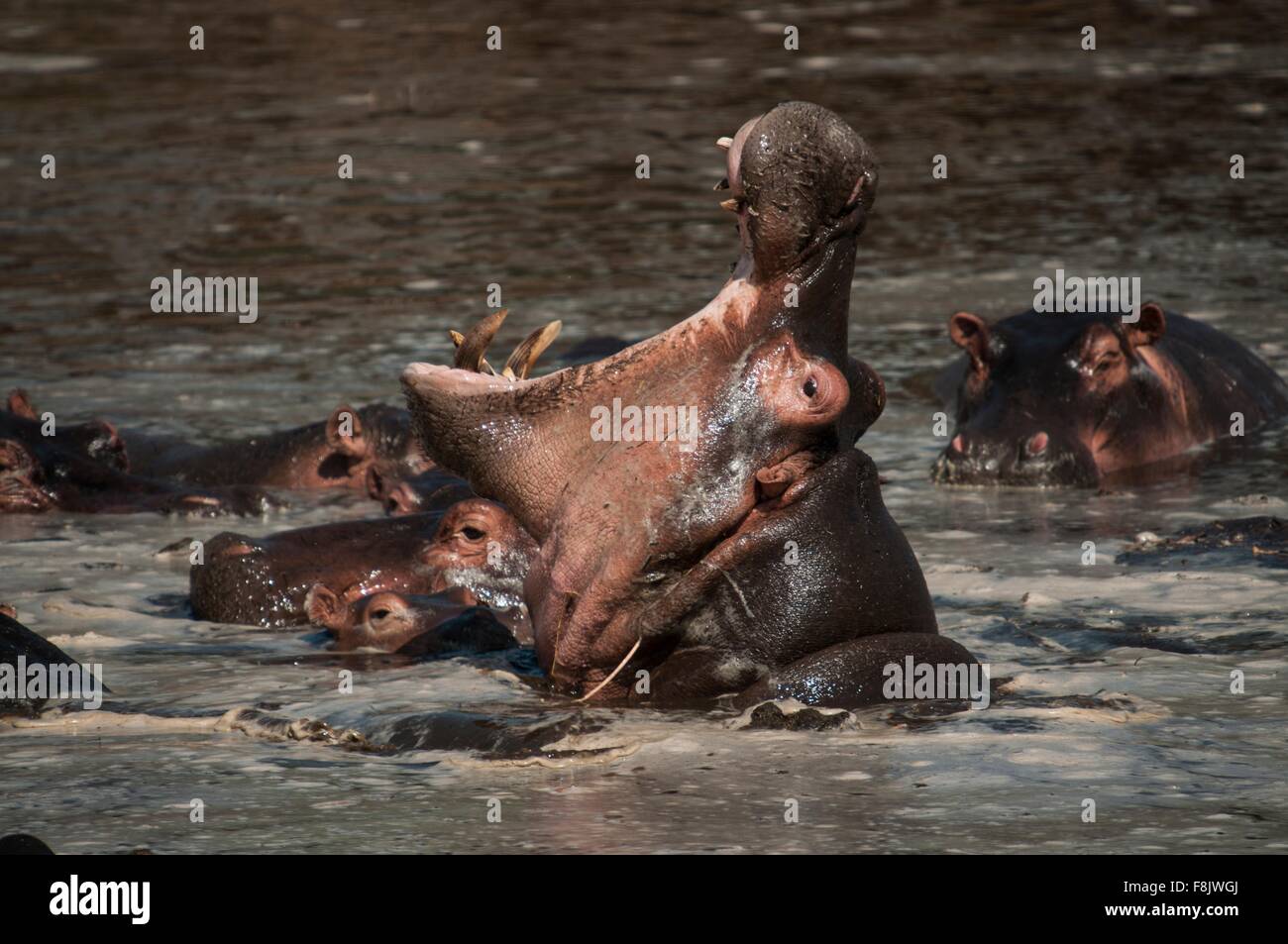 Ippopotamo lottando per acqua profonda nella stagione secca, il Masai Mara, Kenya Foto Stock