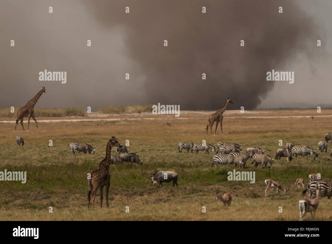 Zebre e giraffe pascolare durante la tempesta di polvere su carta semplice orizzonte, Masai Mara, Kenya Foto Stock