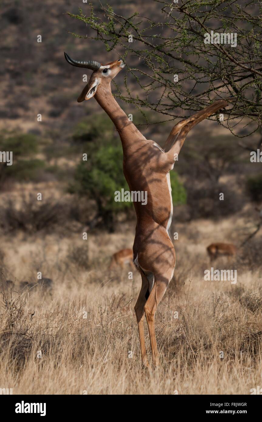 Waller la gazzella in piedi sulle zampe posteriori di pascolare su bush, Amboseli National Park, Kenya Foto Stock