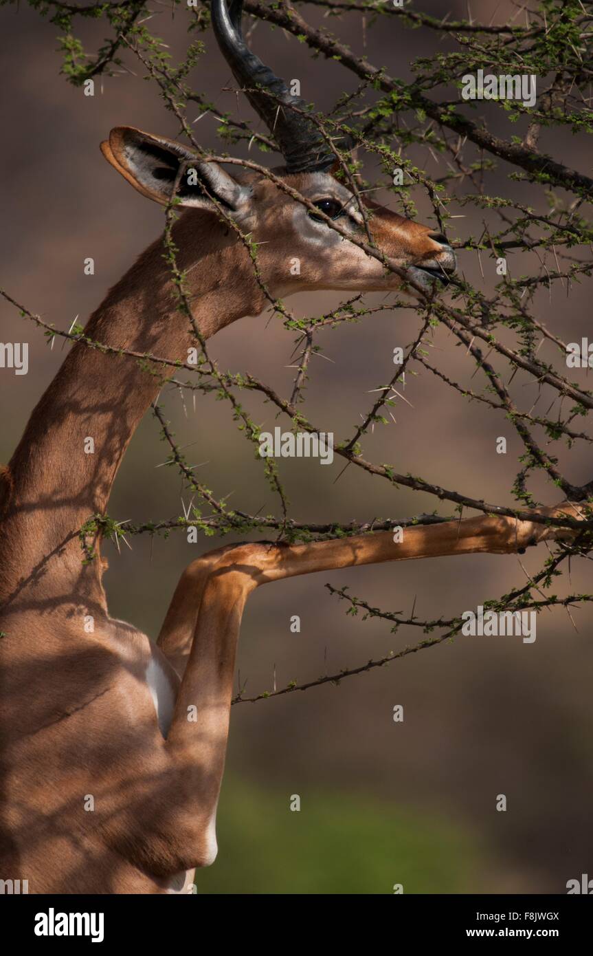 Waller la gazzella sulle zampe posteriori di pascolare su bush, Amboseli National Park, Kenya Foto Stock
