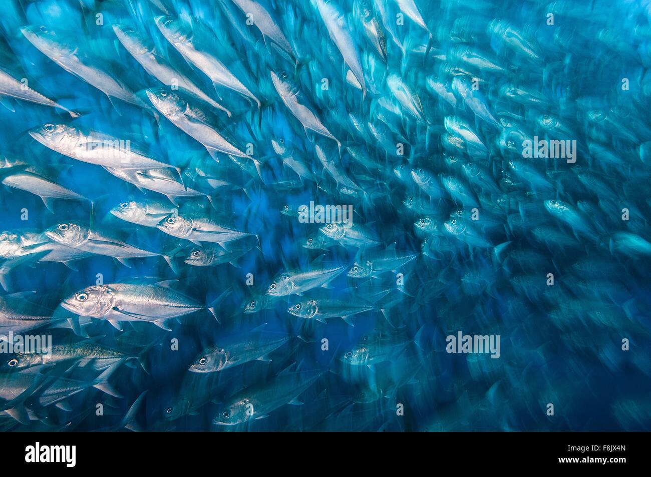 Scuola di martinetti in movimento in unisono, Cocos Island, Costa Rica Foto Stock