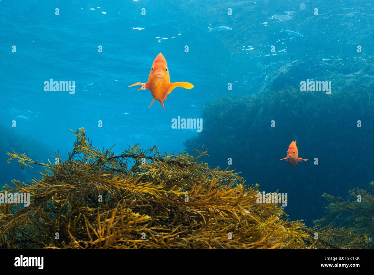 Vista frontale di garabaldi Peschi su scogliera di kelp, Guadalupe Island, Baja California, Messico Foto Stock