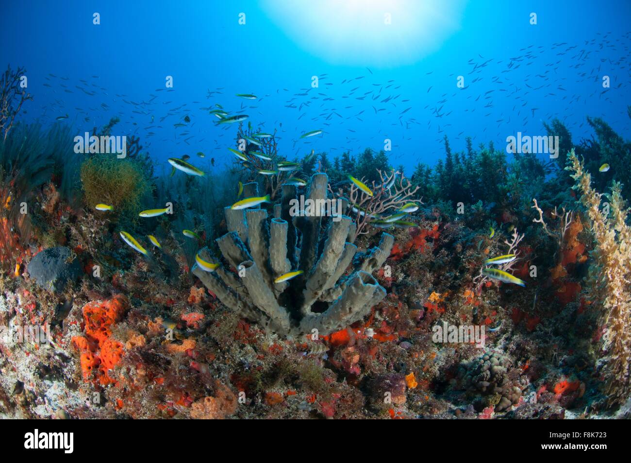 Vista subacquea di pesce che nuota al reef settentrionale della penisola dello Yucatan, Cabo Catoche, Quintana Roo, Messico Foto Stock