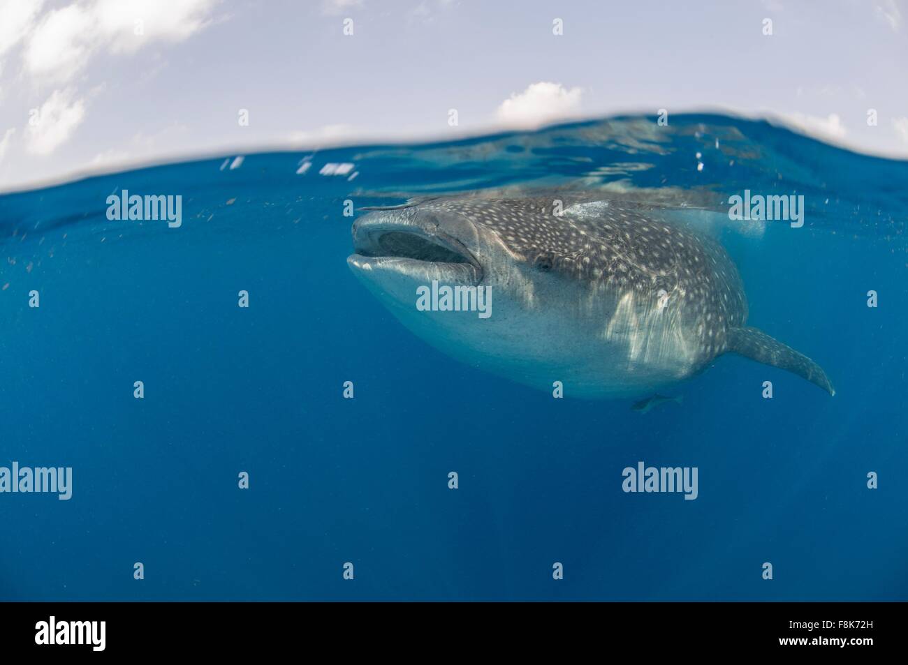Vista subacquea del gigante di squalo balena alimentazione sulle uova di pesce, Isola Contoy, Quintana Roo, Messico Foto Stock