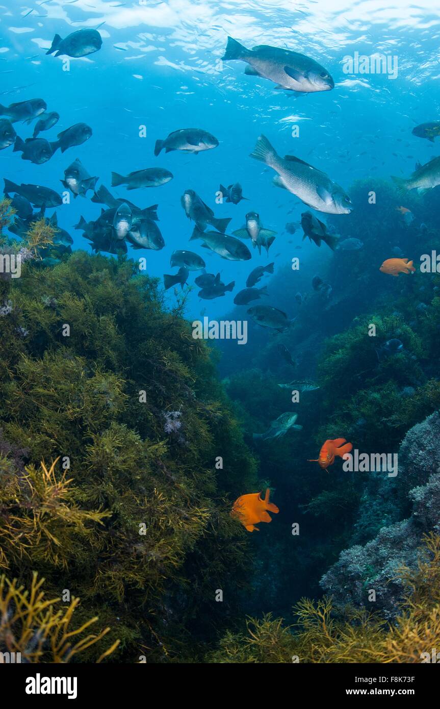 Vista subacquea della scuola di pesce in kelp reef, Guadalupe Island, Baja California, Messico Foto Stock