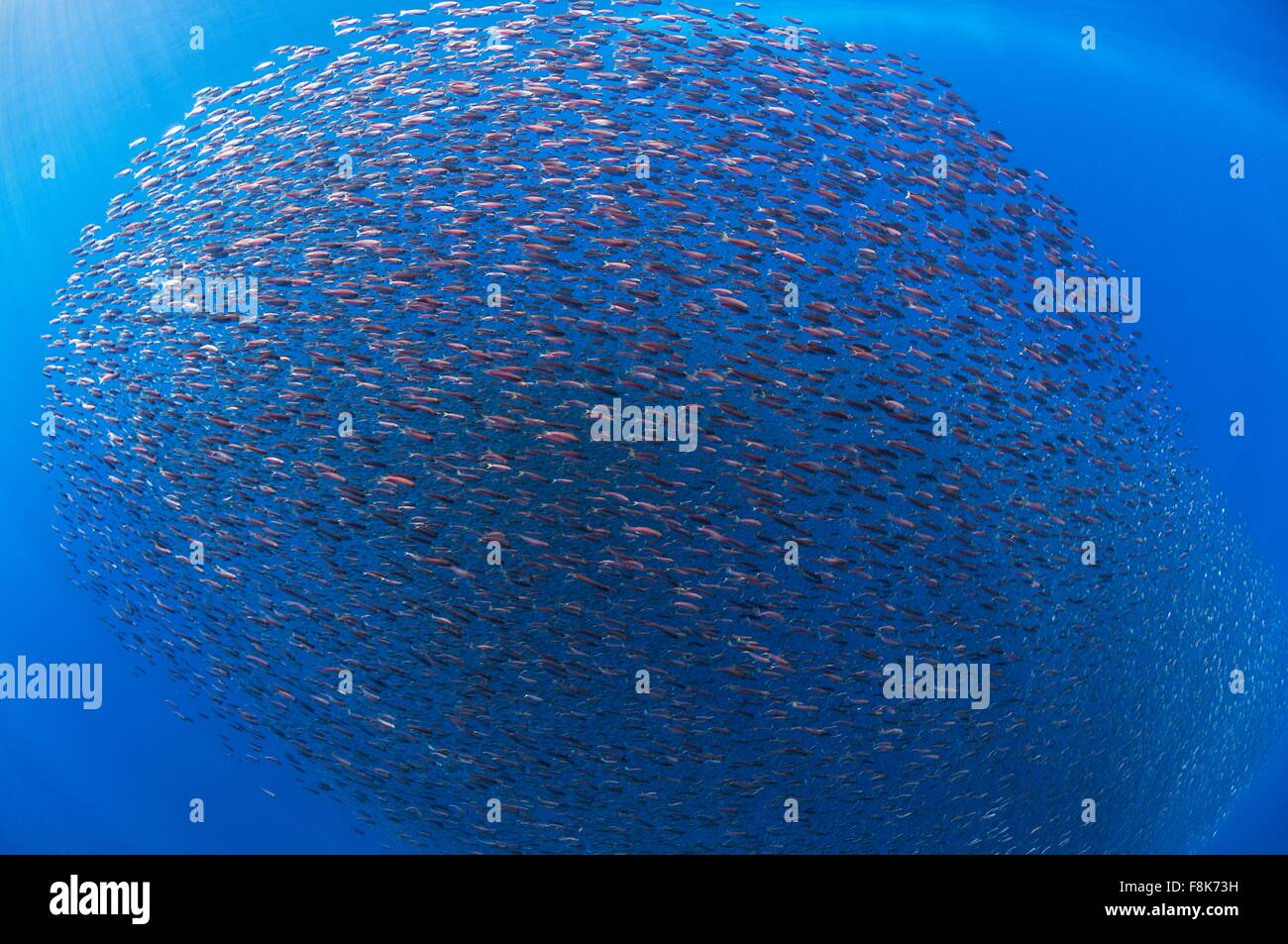Baby snapper raccogliere in una sfera difensiva, offshore San Benedicto Isola, Colima, Messico Foto Stock
