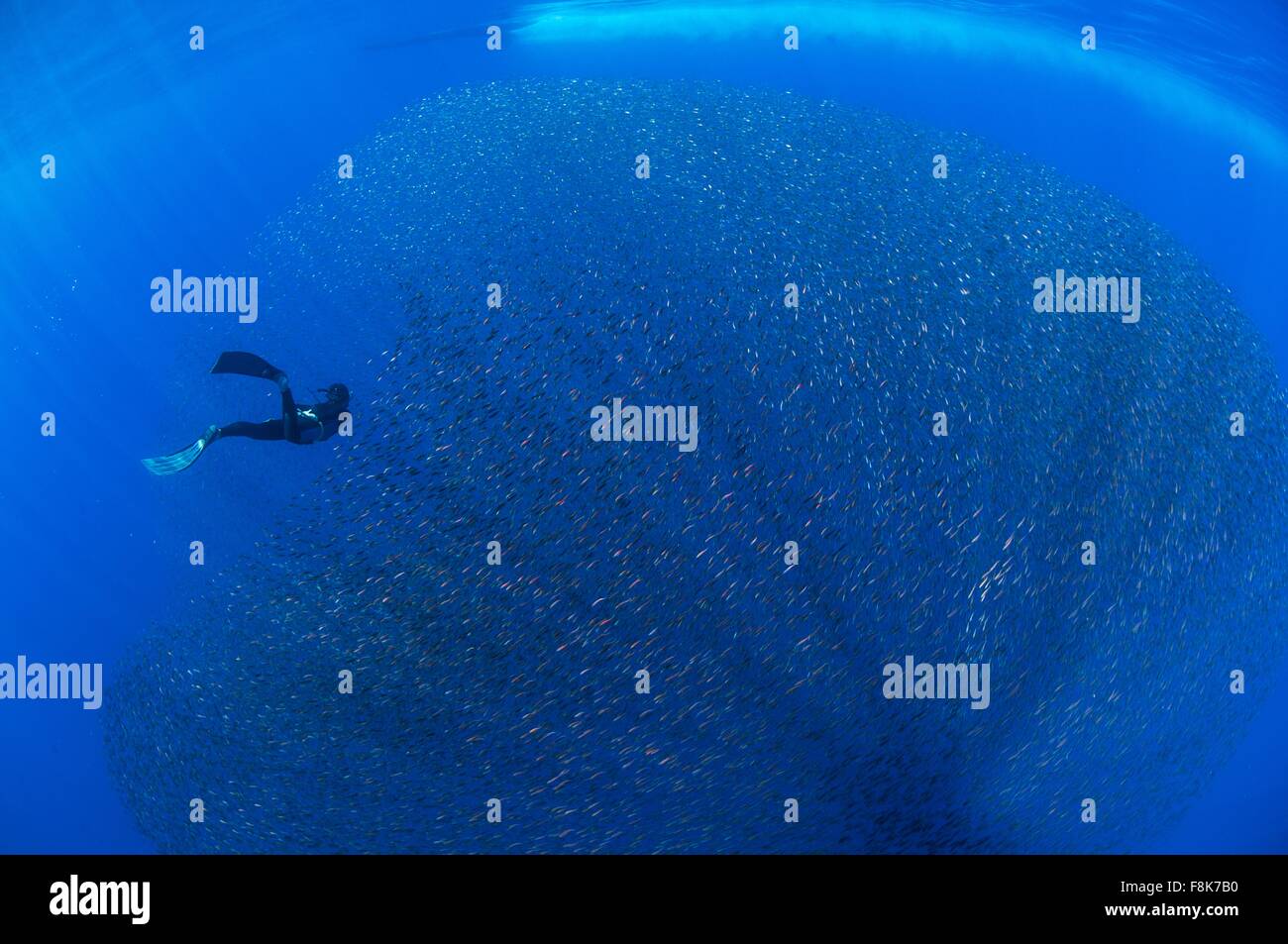 Freediver e scuola di baby snapper pesce in baitball, San Benedicto Isola, Colima, Messico Foto Stock