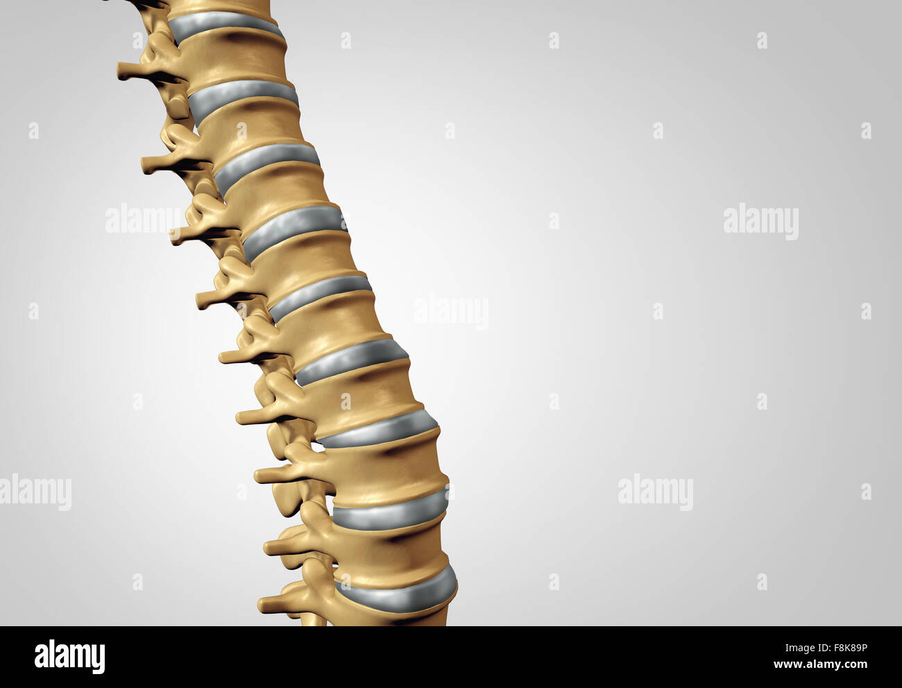 Spina diagnostica spinale umano il concetto di sistema come cure mediche simbolo anatomia con scheletro della struttura ossea e dischi intervertebrali closeup con copia spazio. Foto Stock