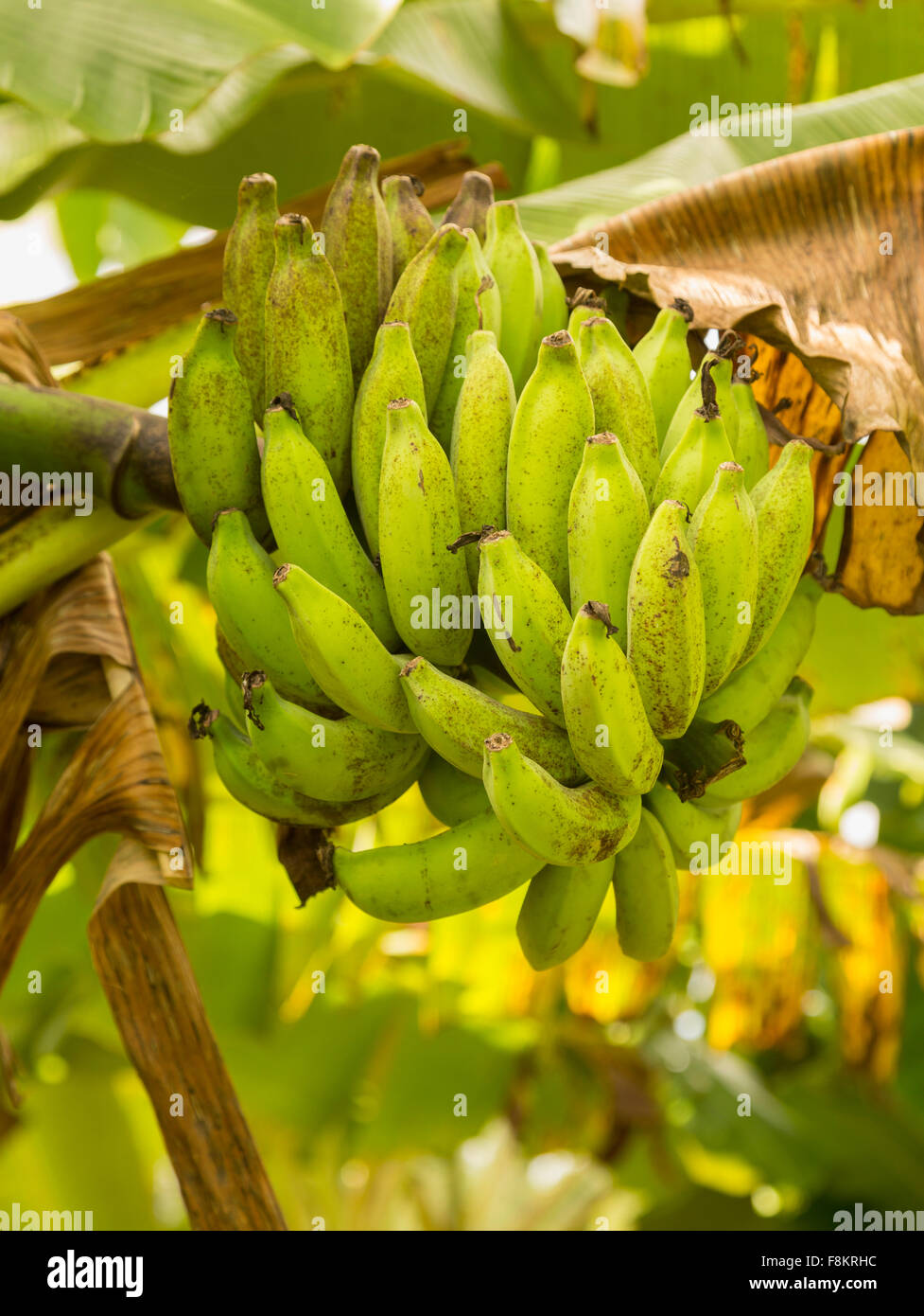 Mazzetto di maturazione banane verdi su un albero in piantagione in Kauai, Hawaii Foto Stock