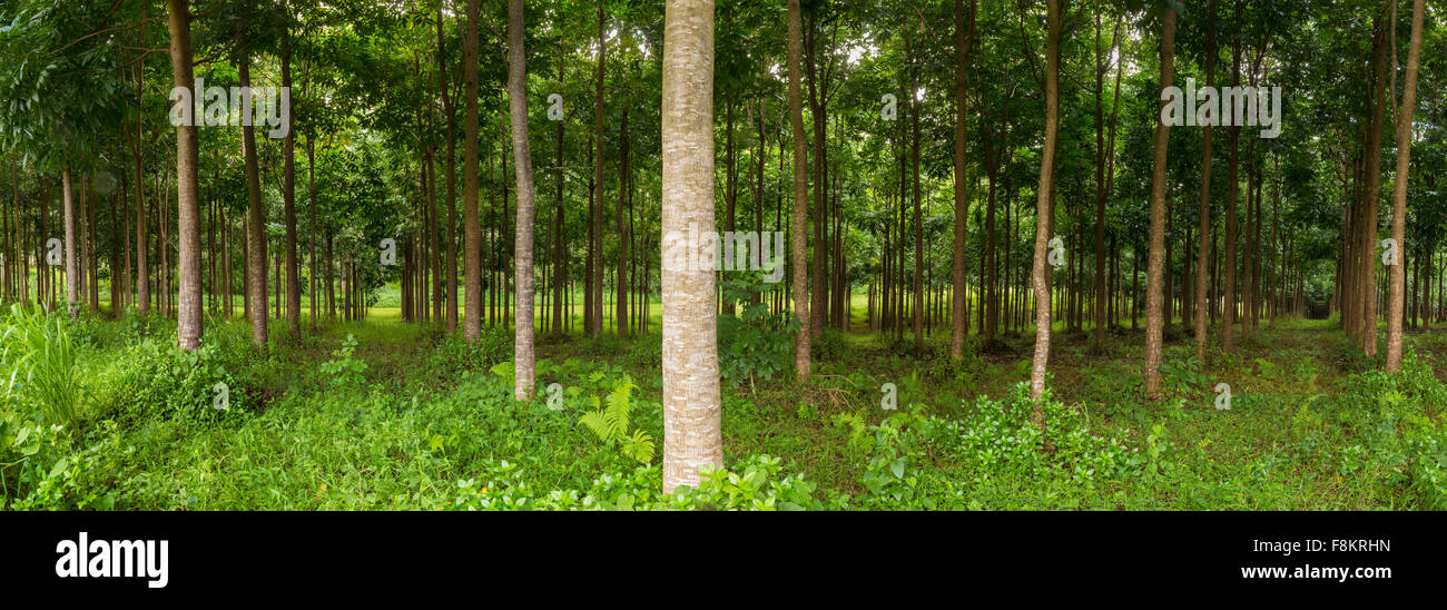 Panorama di tronchi in piantagione di alberi di mogano nelle Hawaii, STATI UNITI D'AMERICA Foto Stock