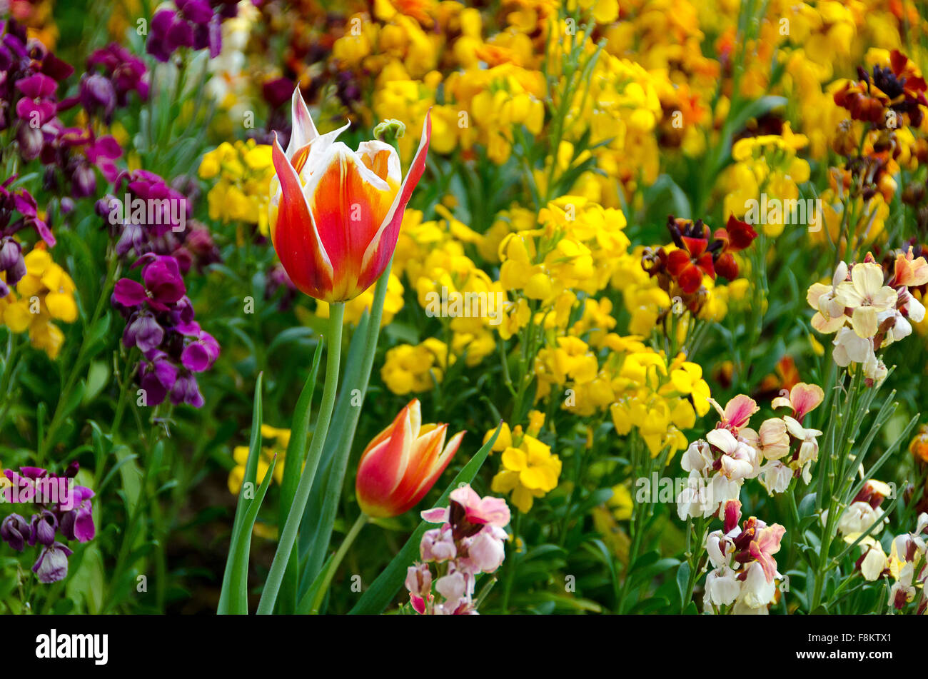 Tulip e giardino fiorito, Jephson Gardens, Leamington Spa Warwickshire, Inghilterra Foto Stock