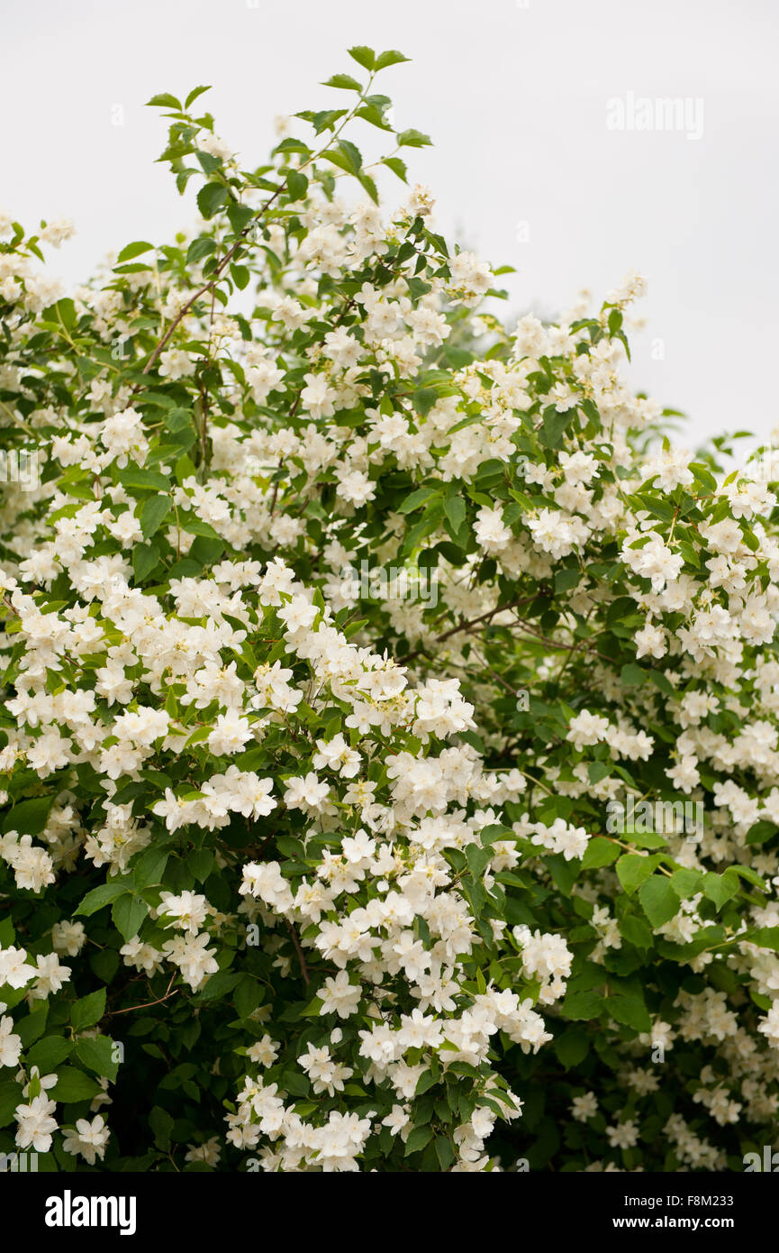 Filadelfo white blossoms arbusto, mock orange fioritura di piante decidue nella famiglia Hydrangeaceae, ... Foto Stock