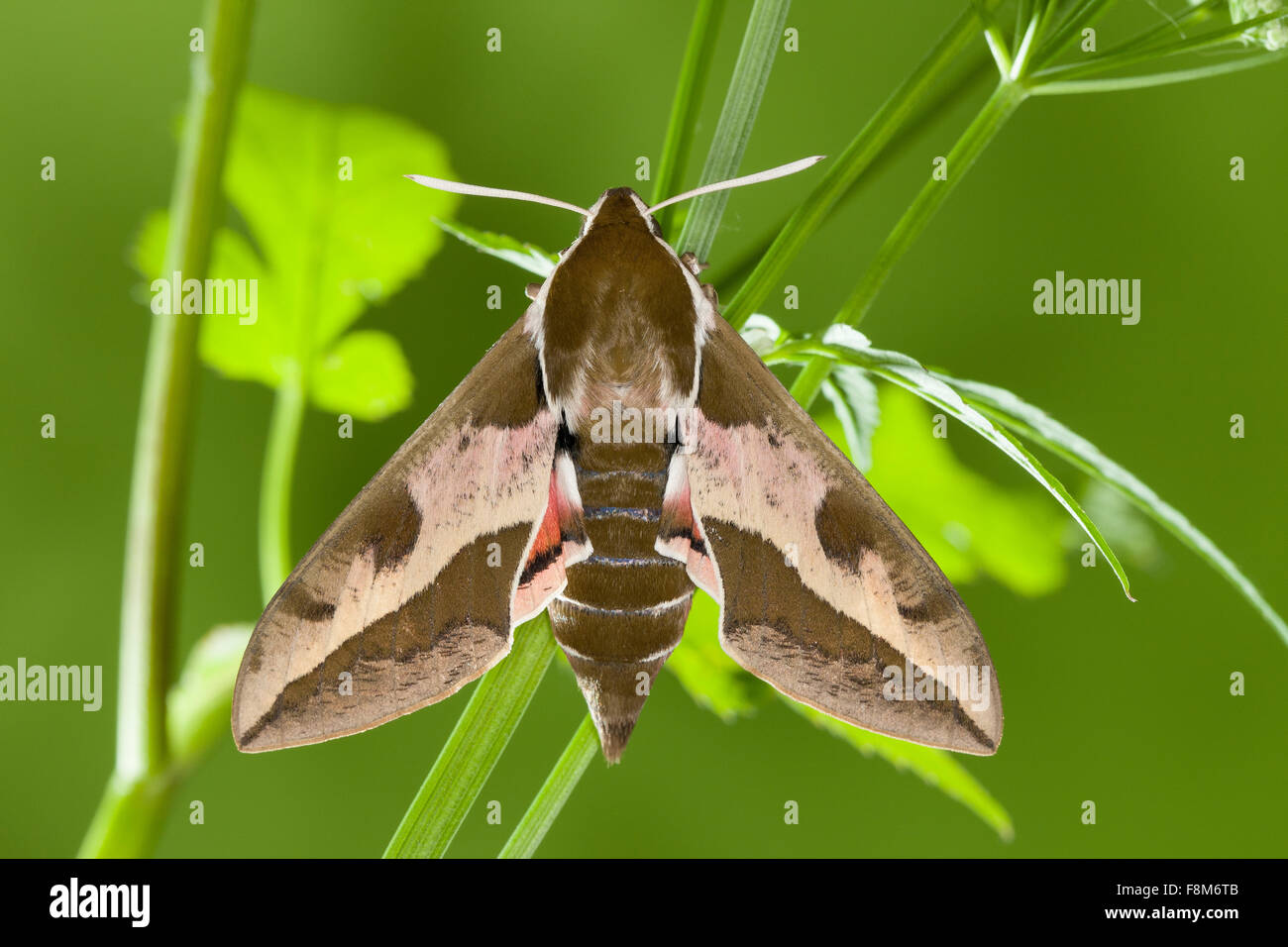 Di euforbia Hawk-moth, Euforbia Hawkmoth, Wolfsmilch-Schwärmer, Wolfsmilchschwärmer, Hyles euphorbiae, Celerio euphorbiae Foto Stock