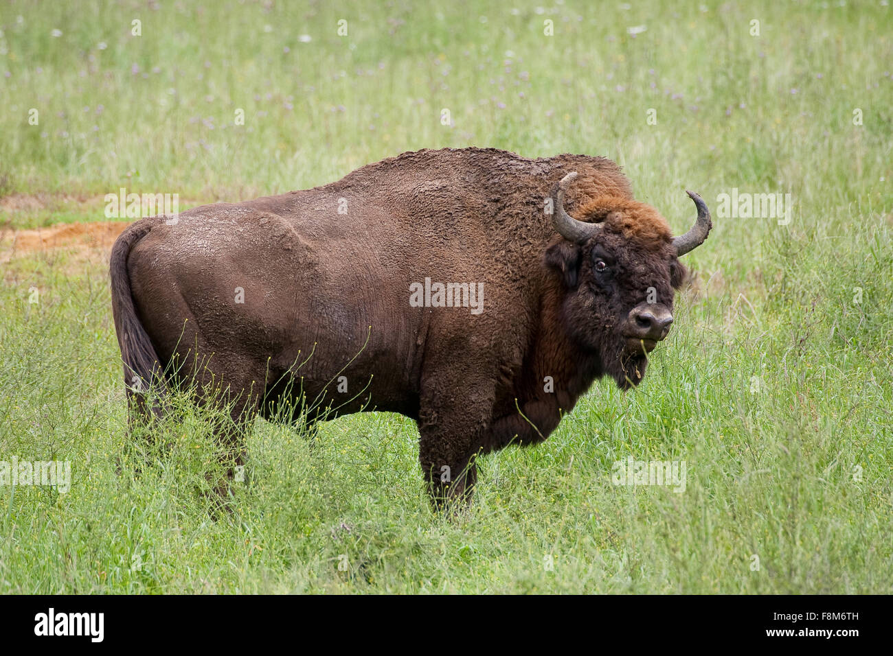 Il bisonte europeo, wisent, legno europea bison, maschio, Wisent, Männchen, Bulle, Europäisches Bison Bison bonasus, Wildrind Foto Stock
