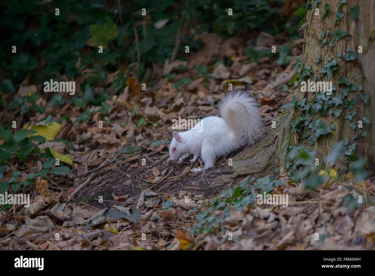 Scoiattolo Albino avvistato in Hastings, East Sussex, Regno Unito. Foto Stock