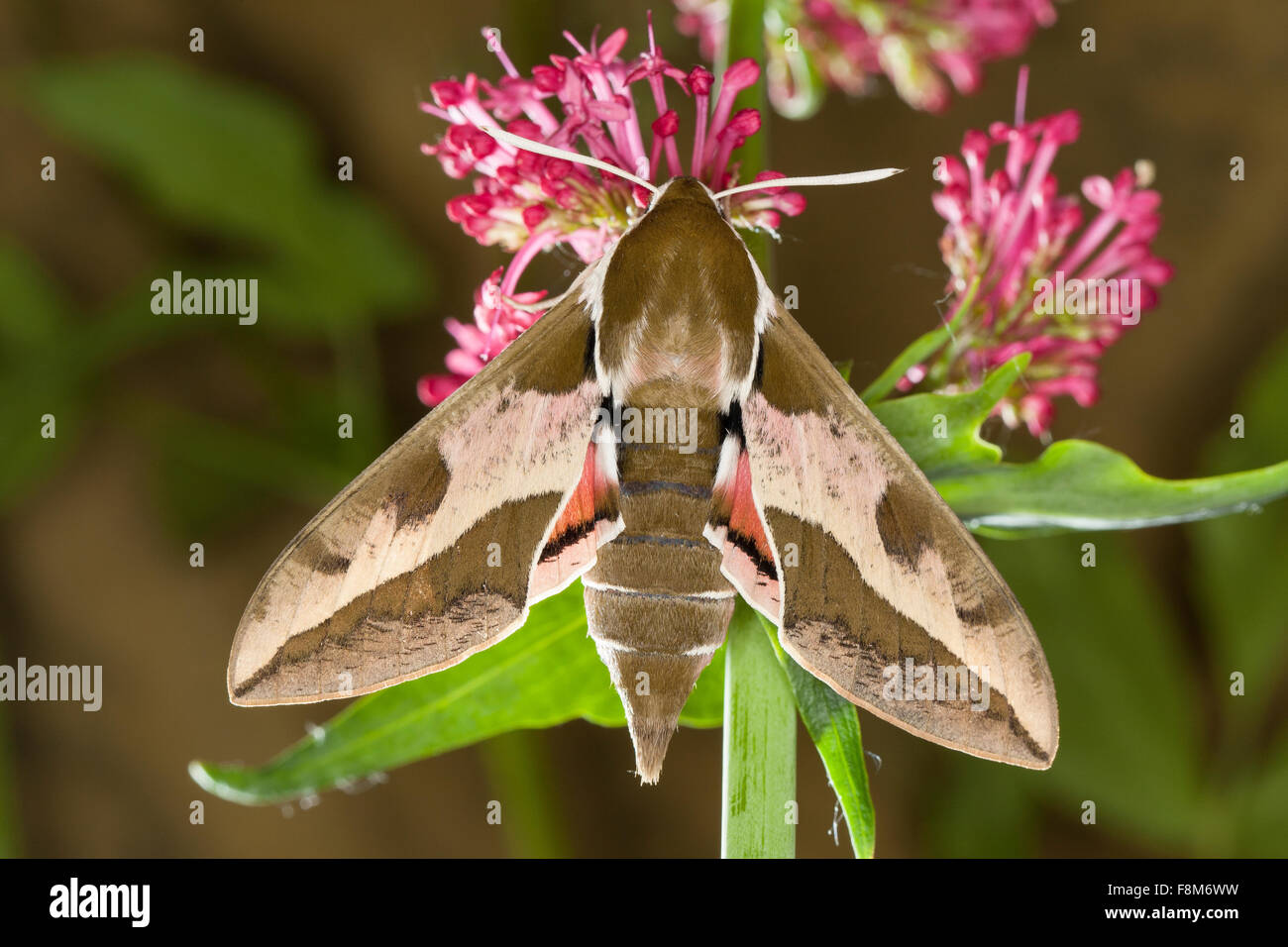 Di euforbia Hawk-moth, Euforbia Hawkmoth, Wolfsmilch-Schwärmer, Wolfsmilchschwärmer, Hyles euphorbiae, Celerio euphorbiae Foto Stock
