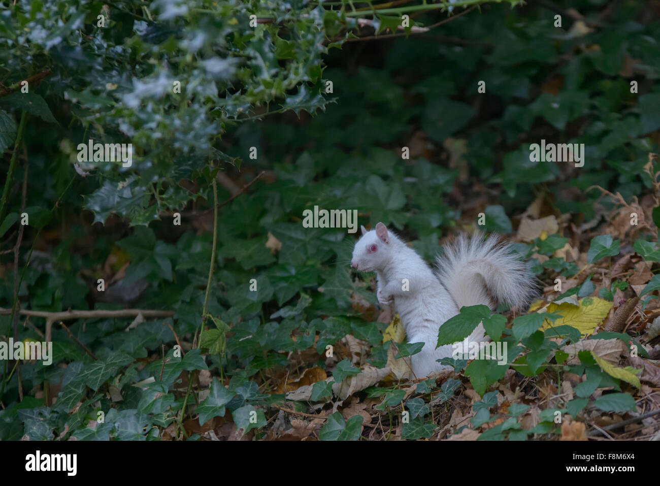 Scoiattolo Albino avvistato in Hastings, East Sussex, Regno Unito. Foto Stock
