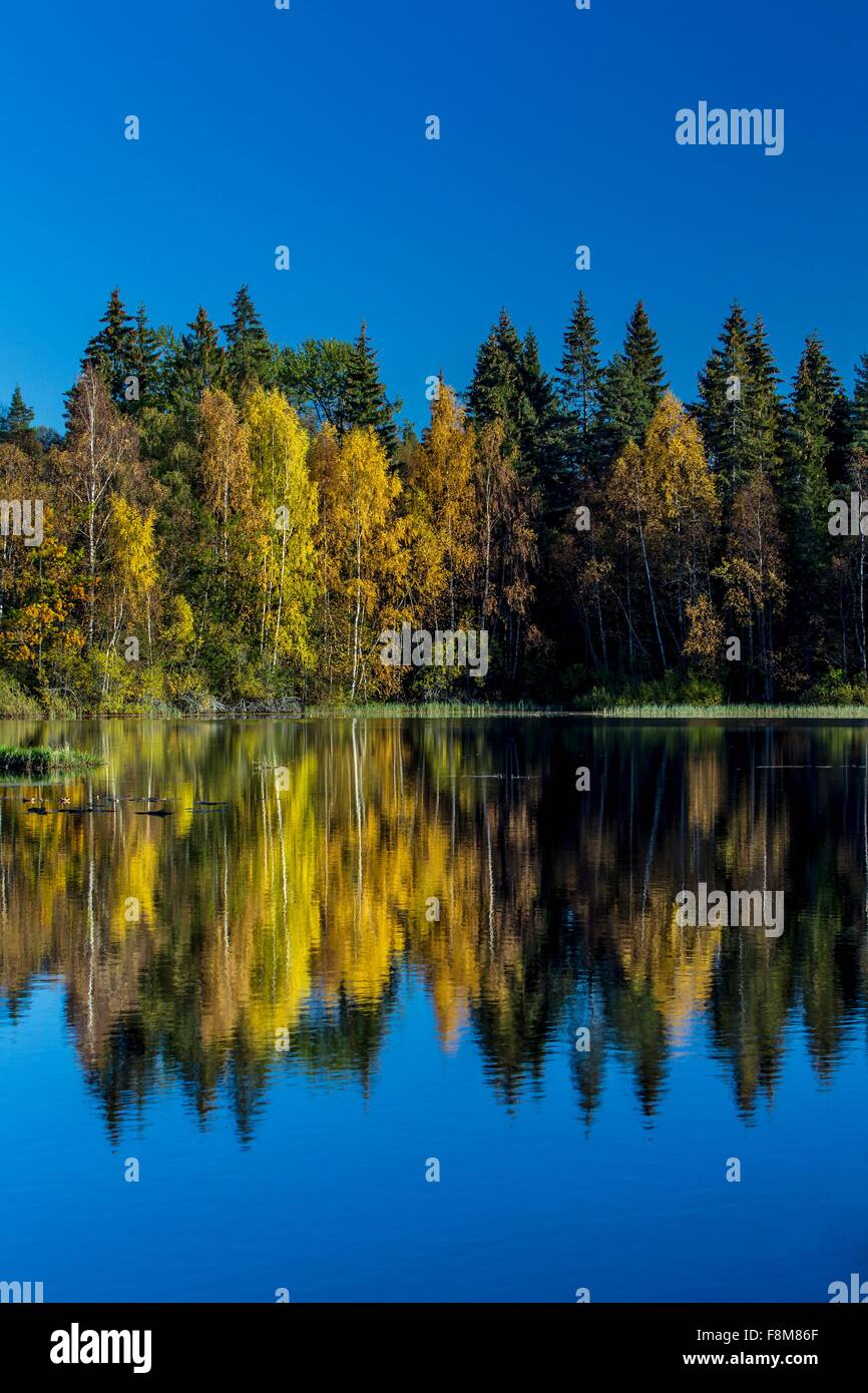 Alberi di pino e cielo blu riflettente nel lago, Drobak, Norvegia Foto Stock
