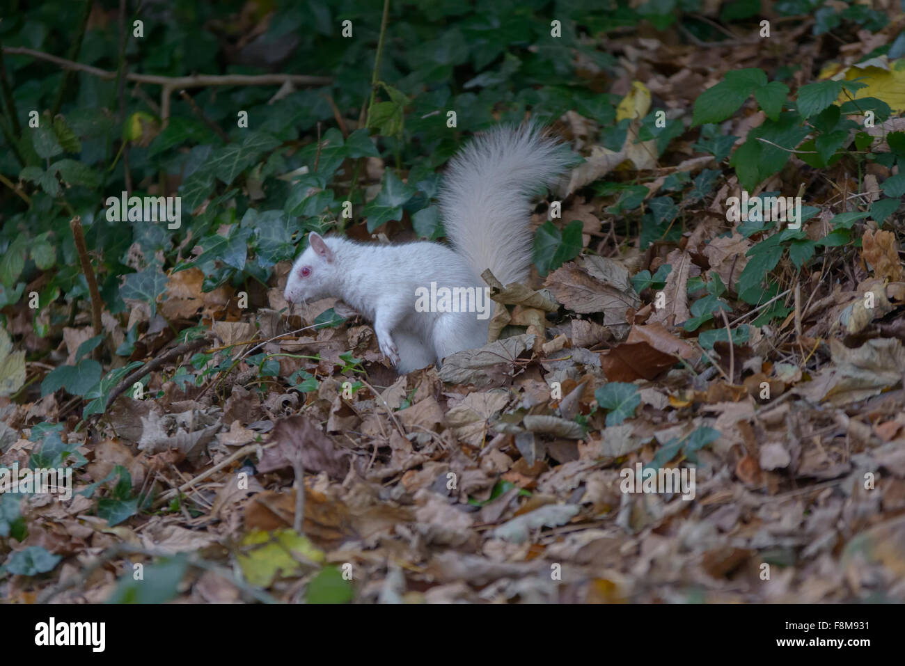 Scoiattolo Albino avvistato in Hastings, East Sussex, Regno Unito. Foto Stock