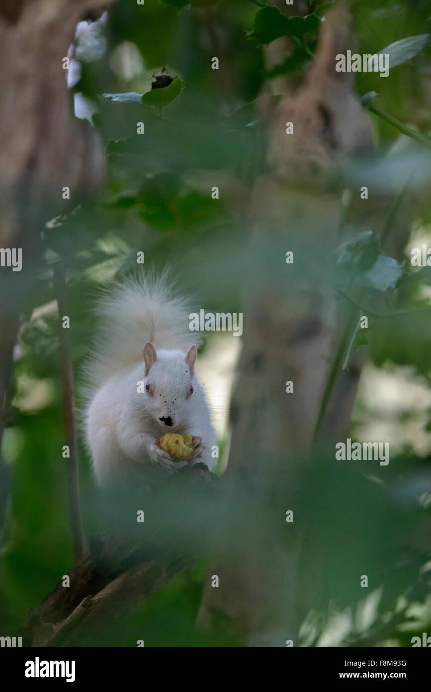 Scoiattolo Albino avvistato in Hastings, East Sussex, Regno Unito. Foto Stock