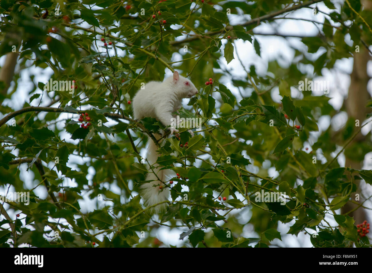 Scoiattolo Albino avvistato in Hastings, East Sussex, Regno Unito. Foto Stock