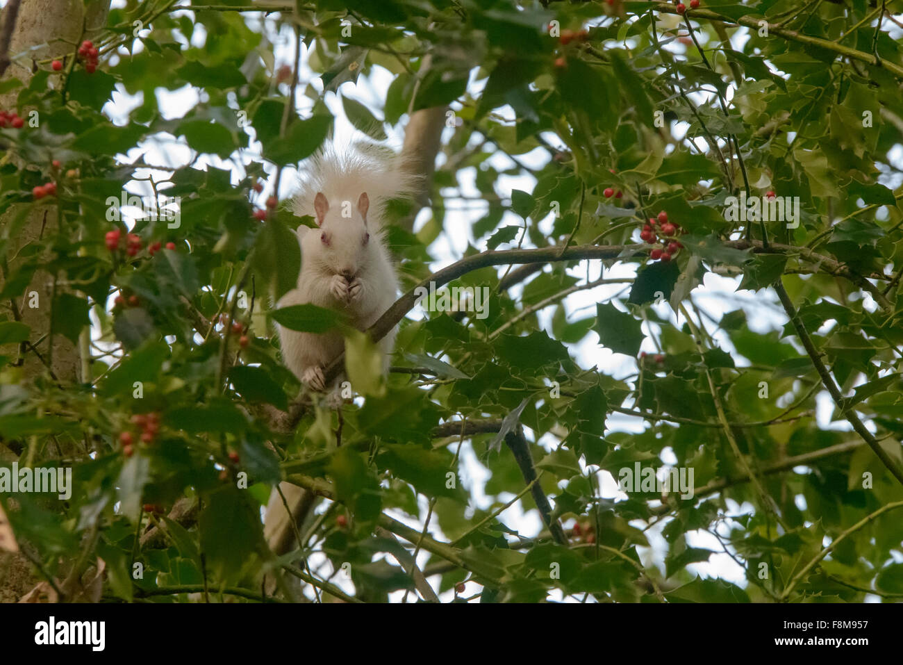 Scoiattolo Albino avvistato in Hastings, East Sussex, Regno Unito. Foto Stock