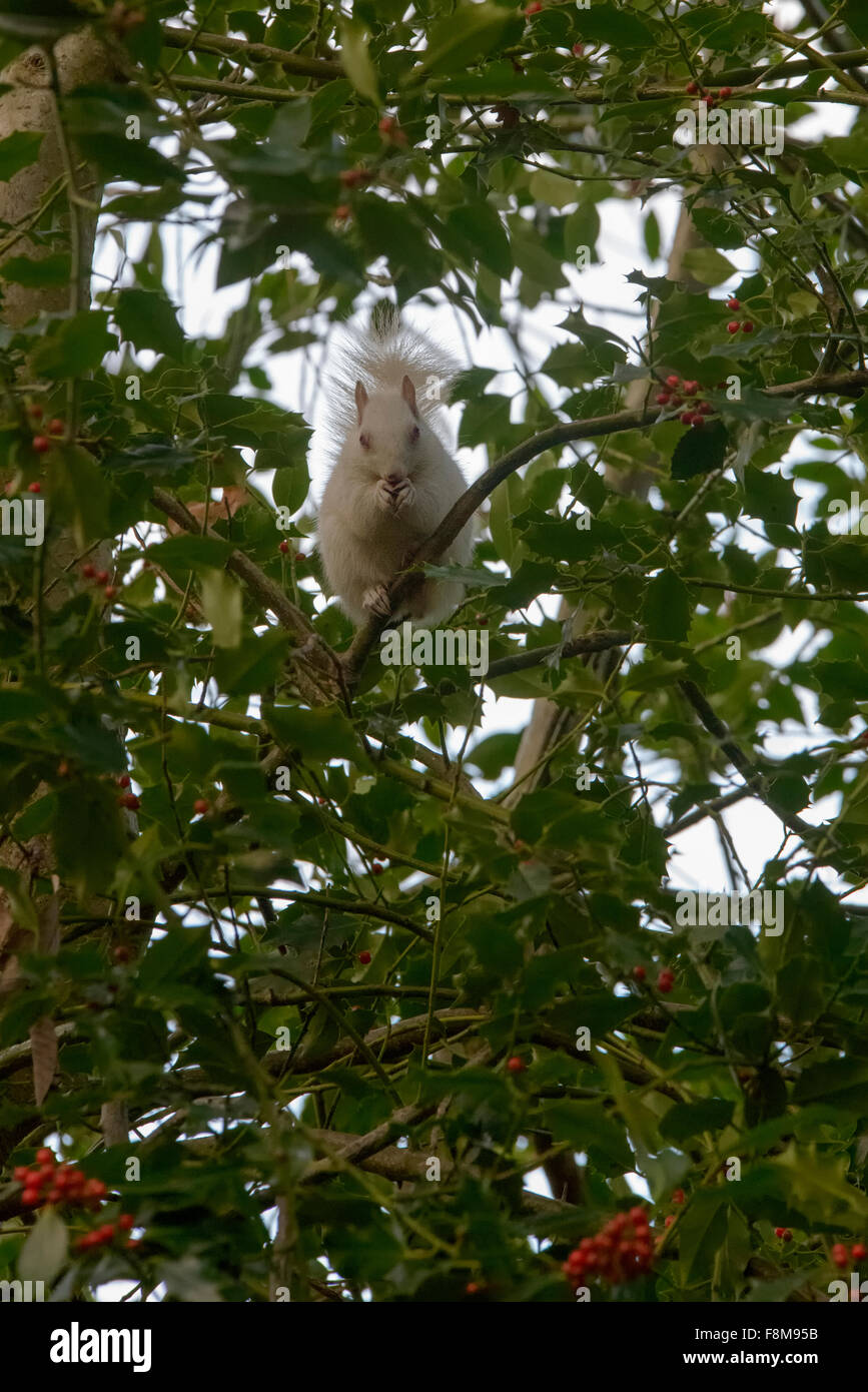 Scoiattolo Albino avvistato in Hastings, East Sussex, Regno Unito. Foto Stock