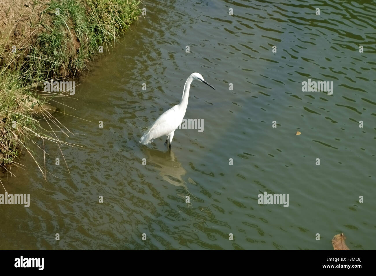 Garzetta la pesca sul lago al Lumpini Park nel centro di Bangkok, Thailandia, Foto Stock