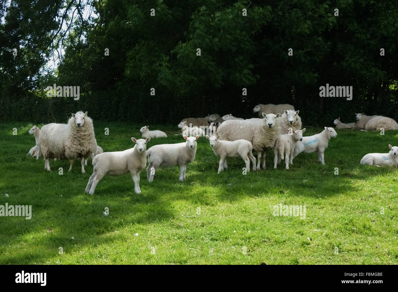 Cheviot mangia con i loro agnelli in estate riparando all'ombra dal sole di mezzogiorno, Berkshire, giugno Foto Stock