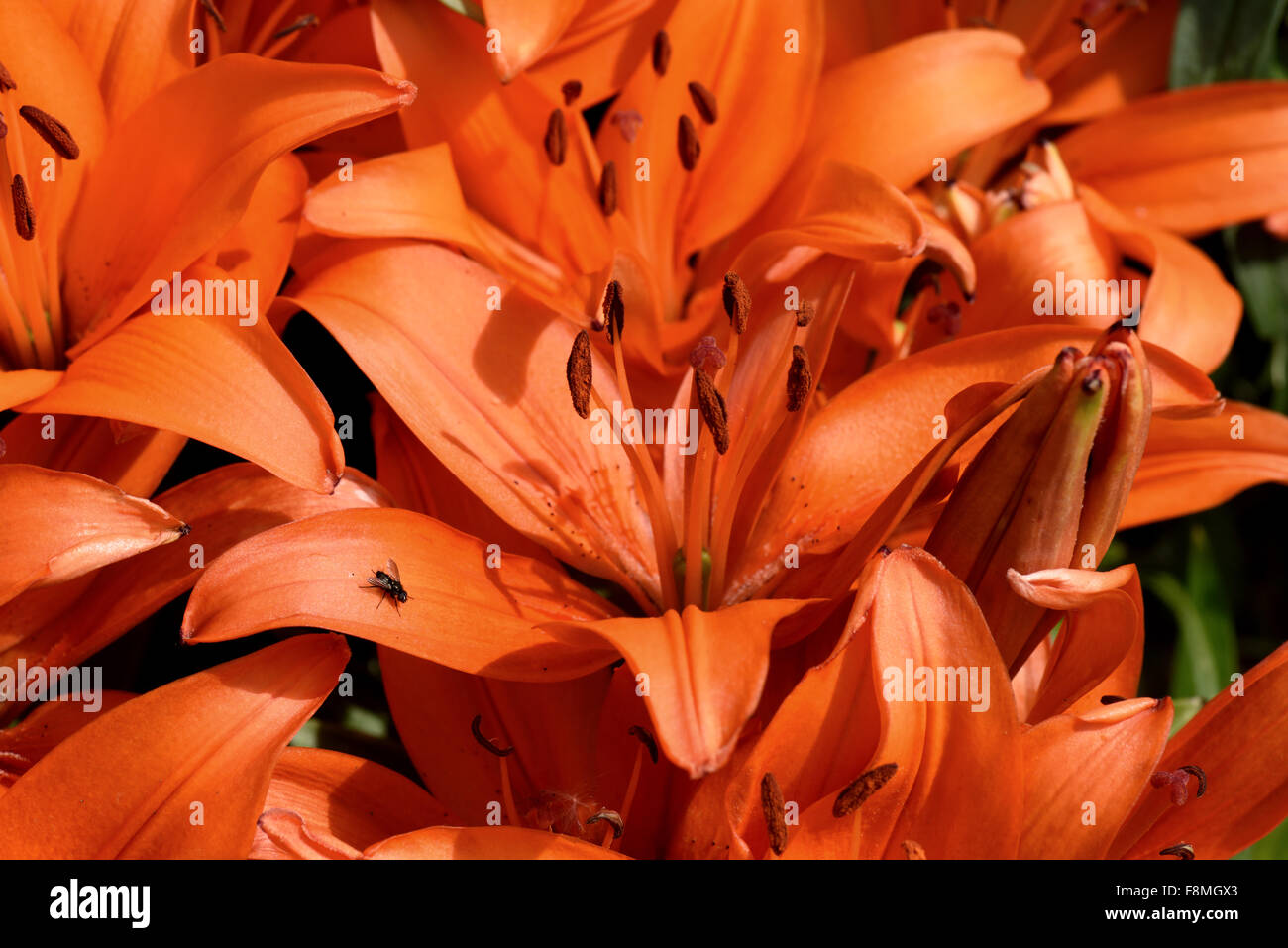 Bassa crescita arancione gigli fiorito aperto in condizioni di luce solare intensa in un giardino letto floreale, Berkshire, Giugno Foto Stock