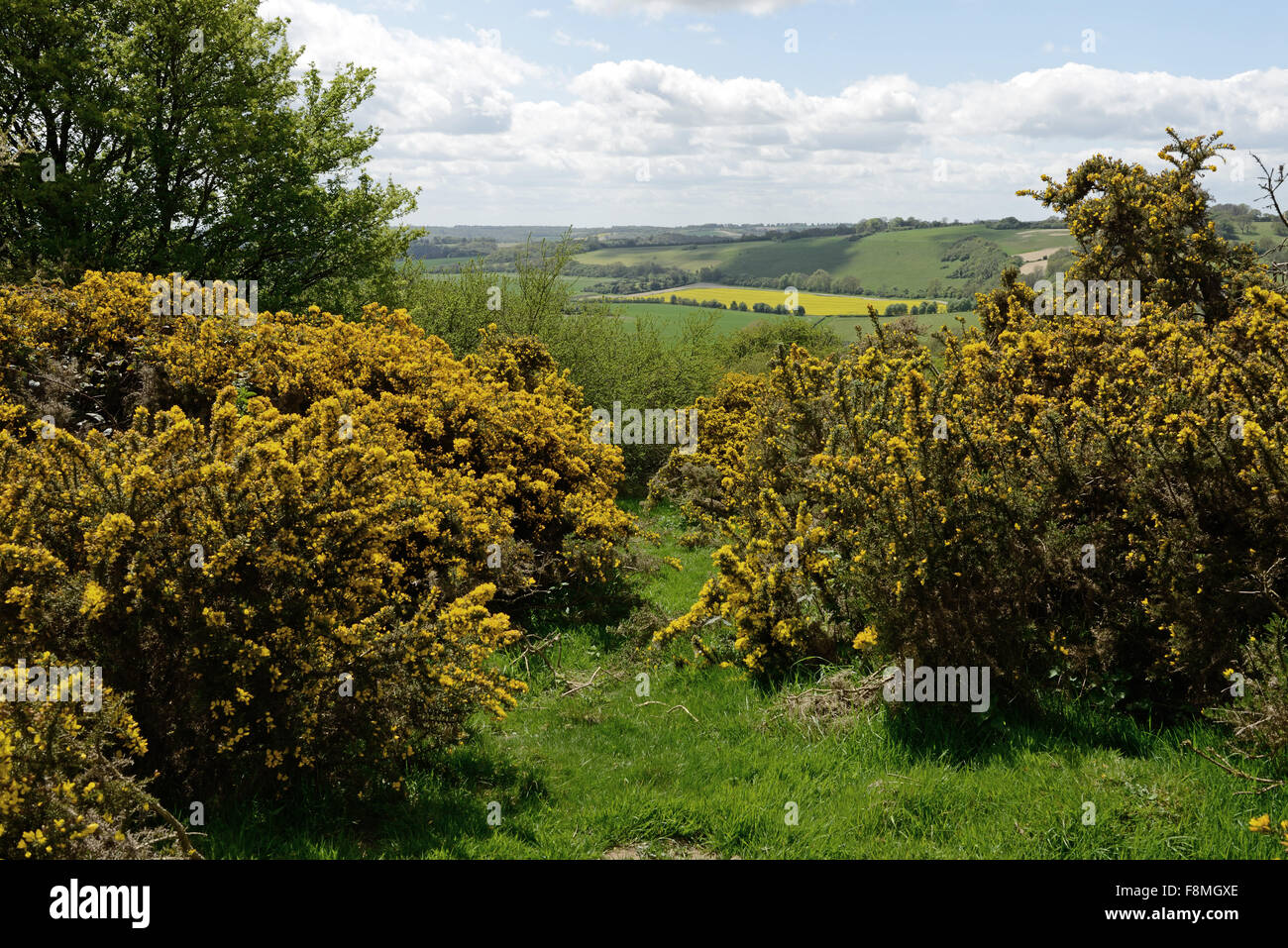 Gorse comune, Ulex Europaeus, cespugli fioriti su downland a inizio estate, Berkshire, può Foto Stock