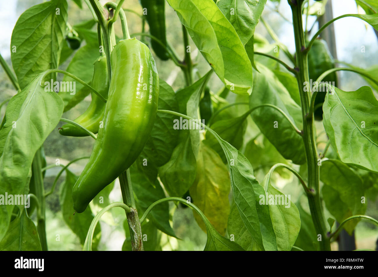 Romano dolci verdi piante di pepe in una serra. Foto Stock