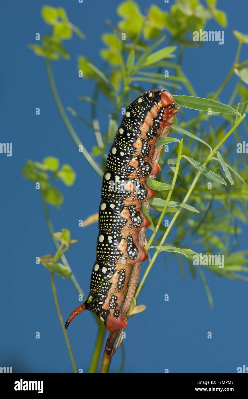 Di euforbia Hawk-moth, Hawkmoth, Caterpillar, Wolfsmilch-Schwärmer, Wolfsmilchschwärmer, Raupe, Hyles euphorbiae, Celerio euphorbiae Foto Stock