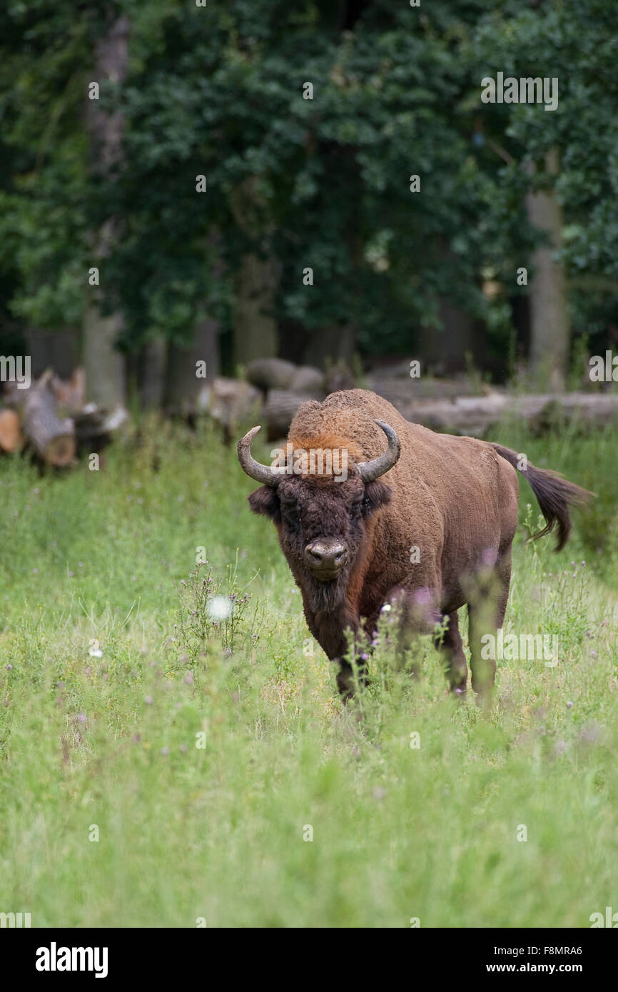 Il bisonte europeo, wisent, legno europea bison, maschio, Wisent, Männchen, Bulle, Europäisches Bison Bison bonasus, Wildrind Foto Stock