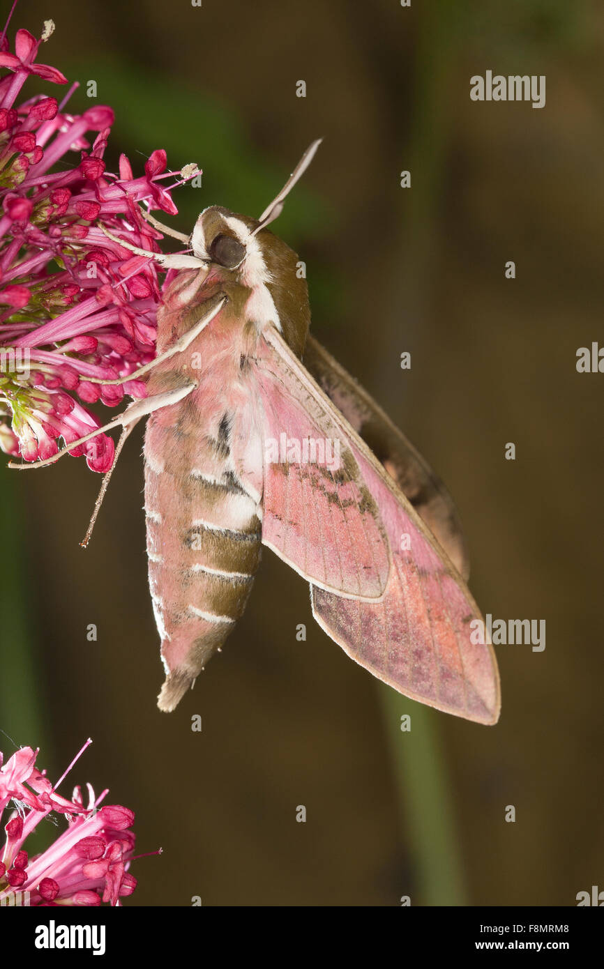 Di euforbia Hawk-moth, Euforbia Hawkmoth, Wolfsmilch-Schwärmer, Wolfsmilchschwärmer, Hyles euphorbiae, Celerio euphorbiae Foto Stock