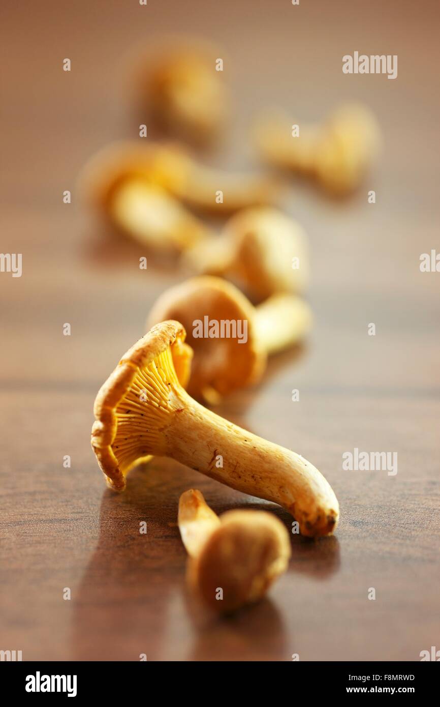 I finferli in una riga Foto Stock