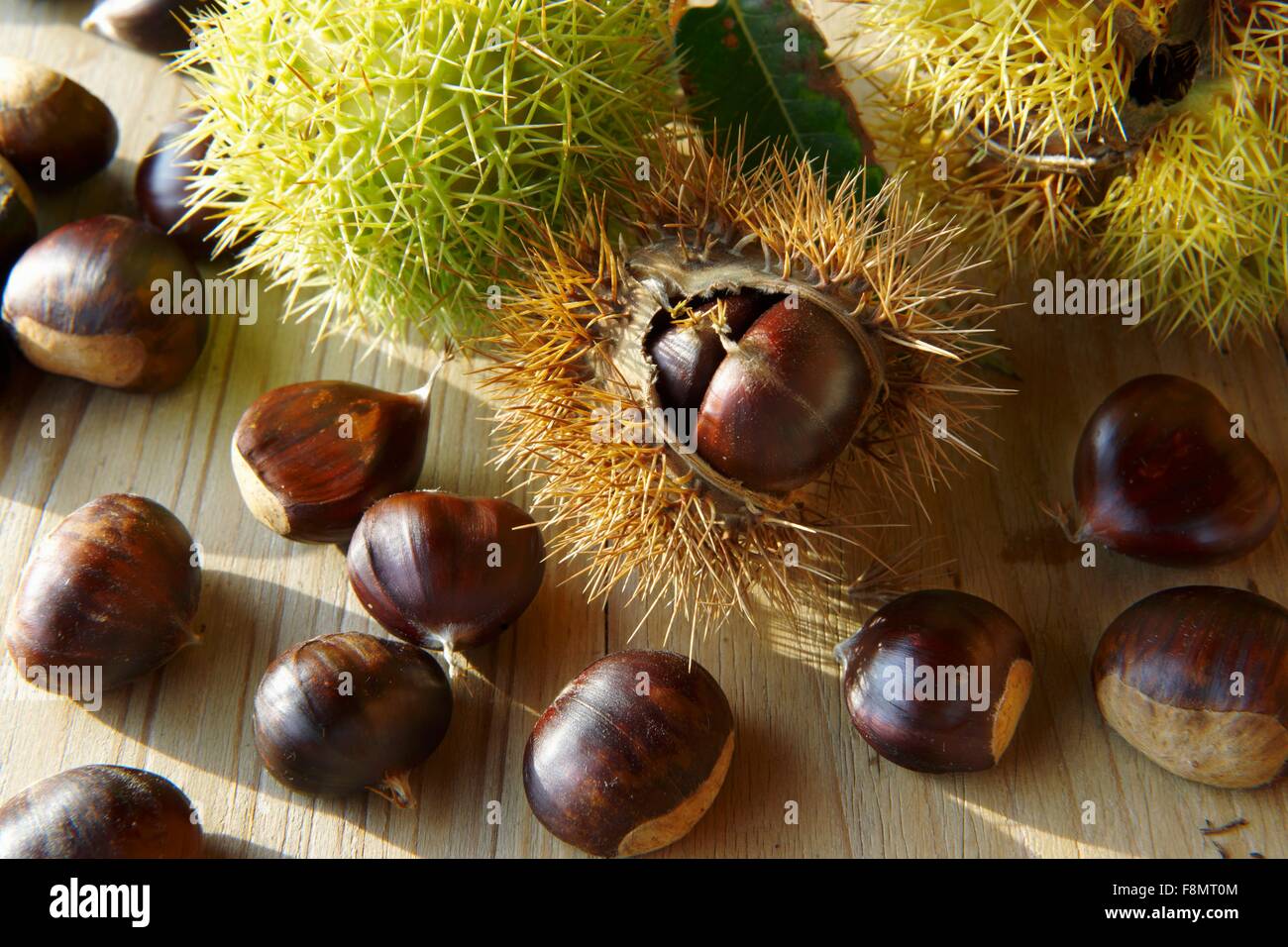 Le castagne con e senza guscio spinoso Foto Stock