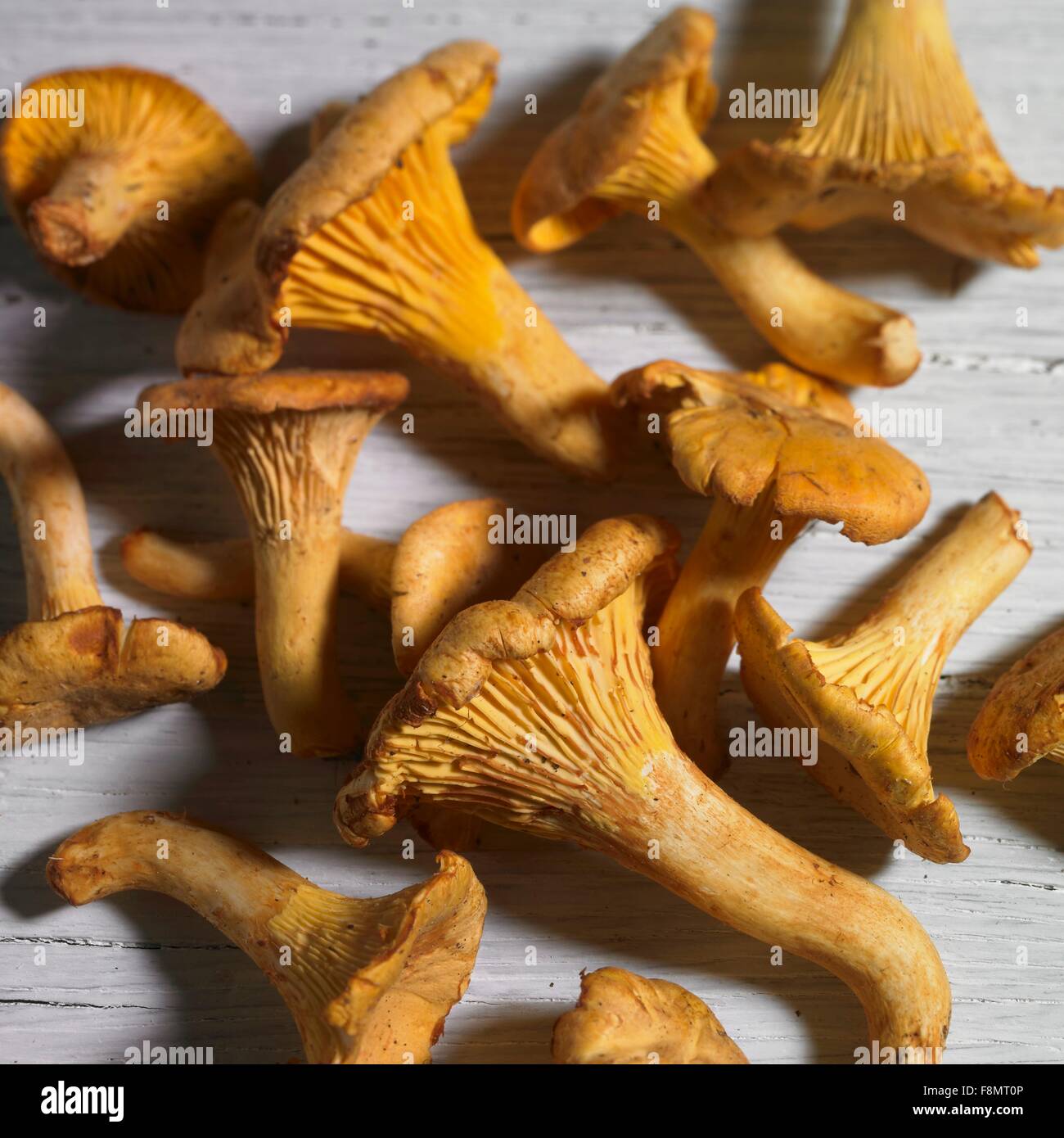 Un sacco di finferli freschi su un bianco sullo sfondo di legno Foto Stock