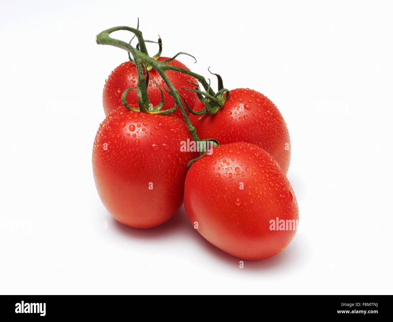 Quattro pomodori bagnato con la vigna su sfondo bianco Foto Stock
