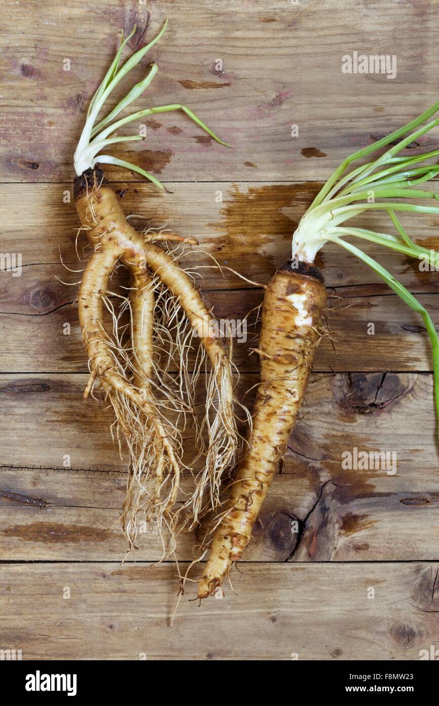 Salsefrica comune (Tragopogon porrifolius) su una superficie di legno Foto Stock