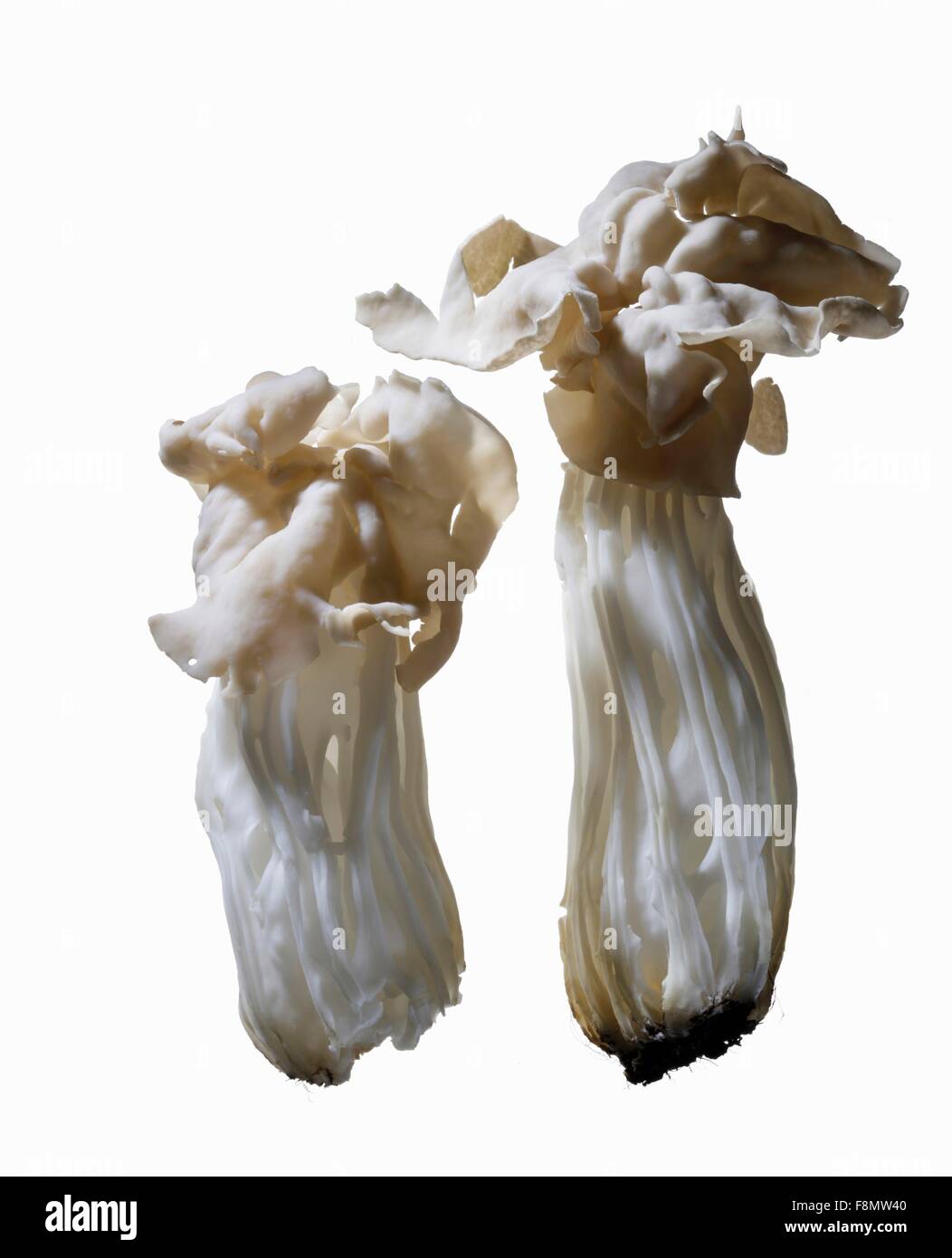 Bianco di funghi a sella Foto Stock