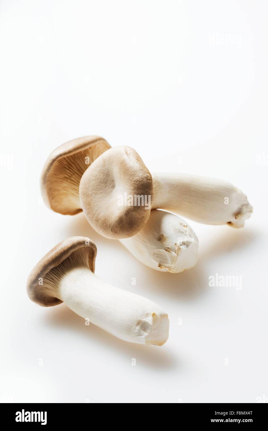 Tre Re funghi Oyster su sfondo bianco Foto Stock