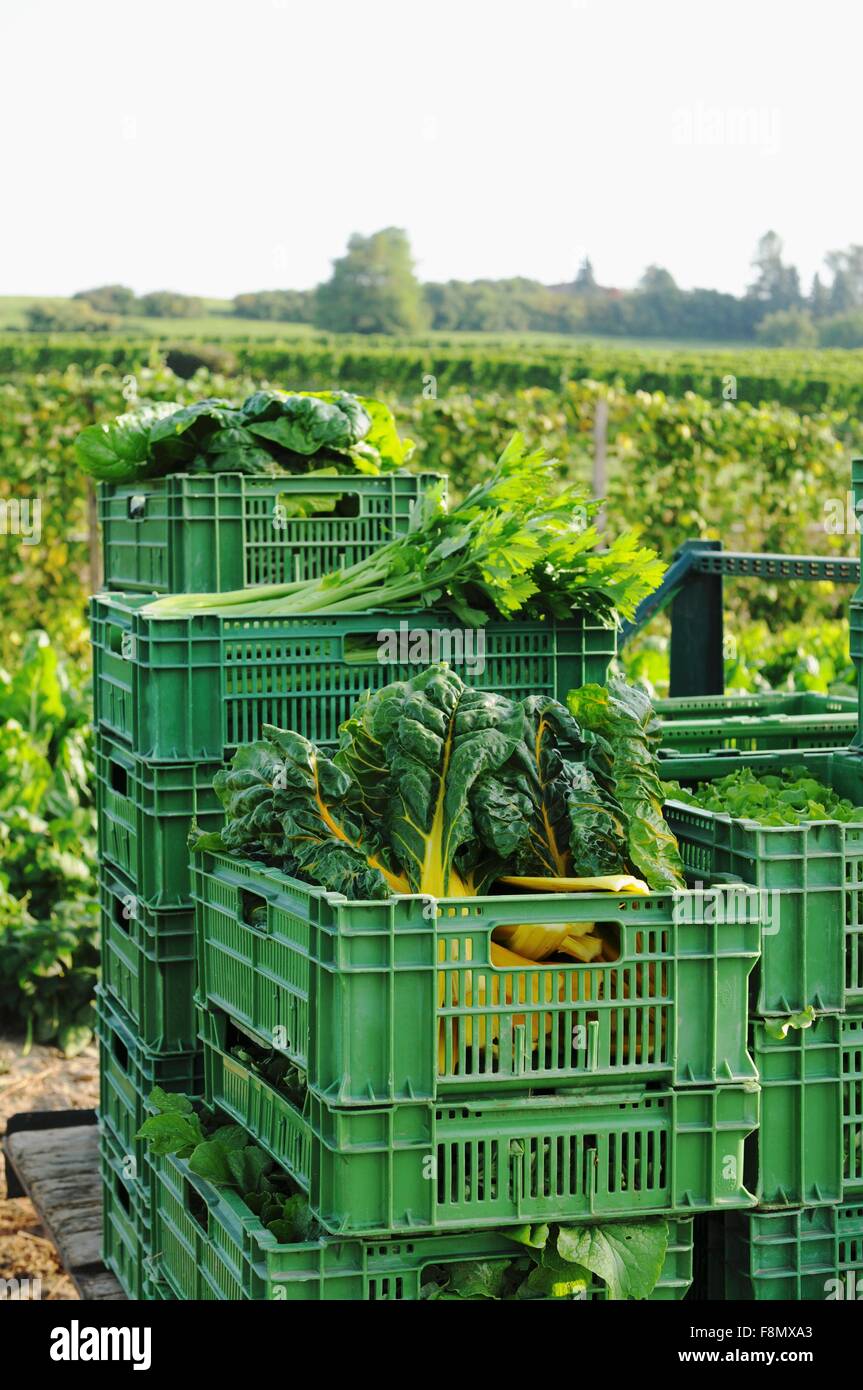 Fresco di verdure raccolte in cassette di plastica da un campo di ortaggi Foto Stock