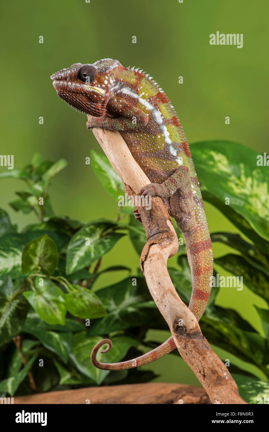 Panther Chameleon (Furcifer pardalis) controllata, studio Foto Stock